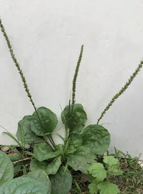 包邮车前草车轮陆龟清热解毒种苗