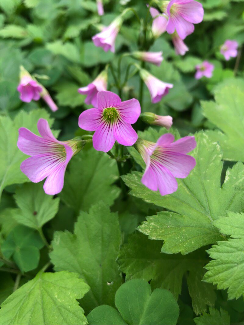 绿叶酢浆草红花酢浆草三叶草幸运草庭院别墅花坛绿植四季绿化花苗