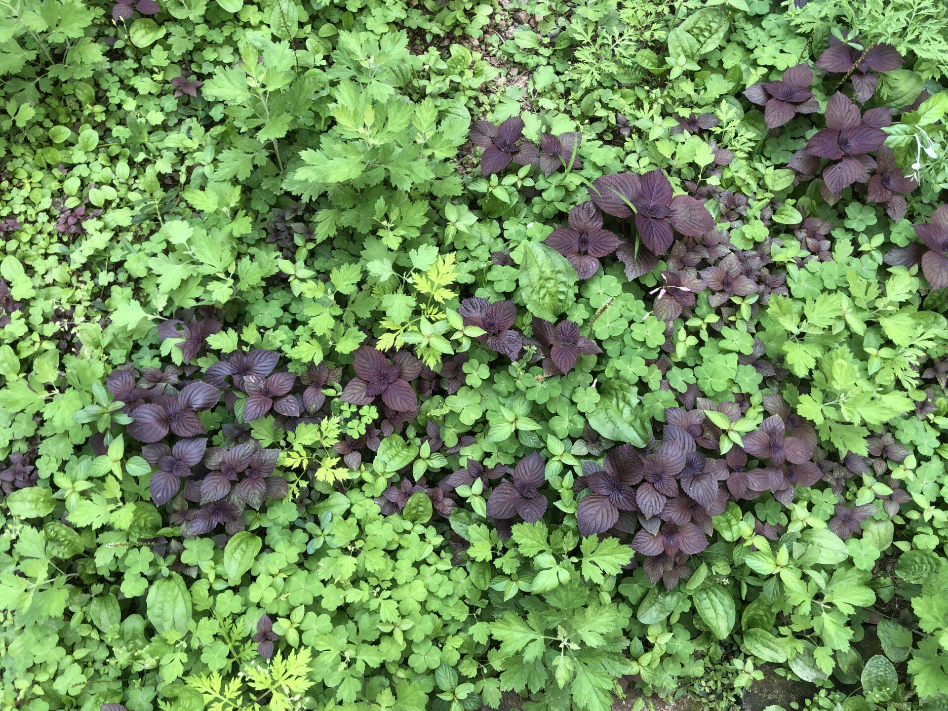 农村农家食用调味紫苏种植苗 阳台 庭院 花盆种苗 紫苏苗种子