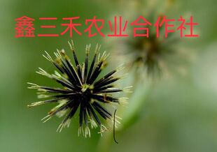 华南区野生白花三叶鬼针草种子 粘人草豆渣菜盲肠草种子 鬼针草苗