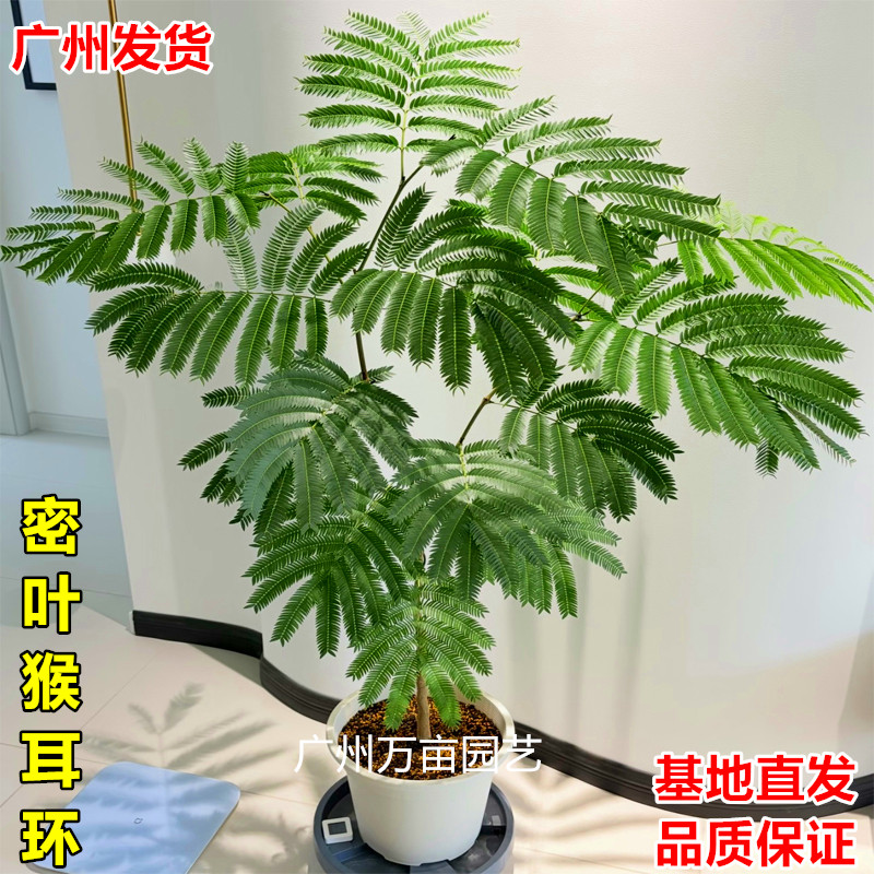 密叶猴耳环好养耐阴客厅网红绿植