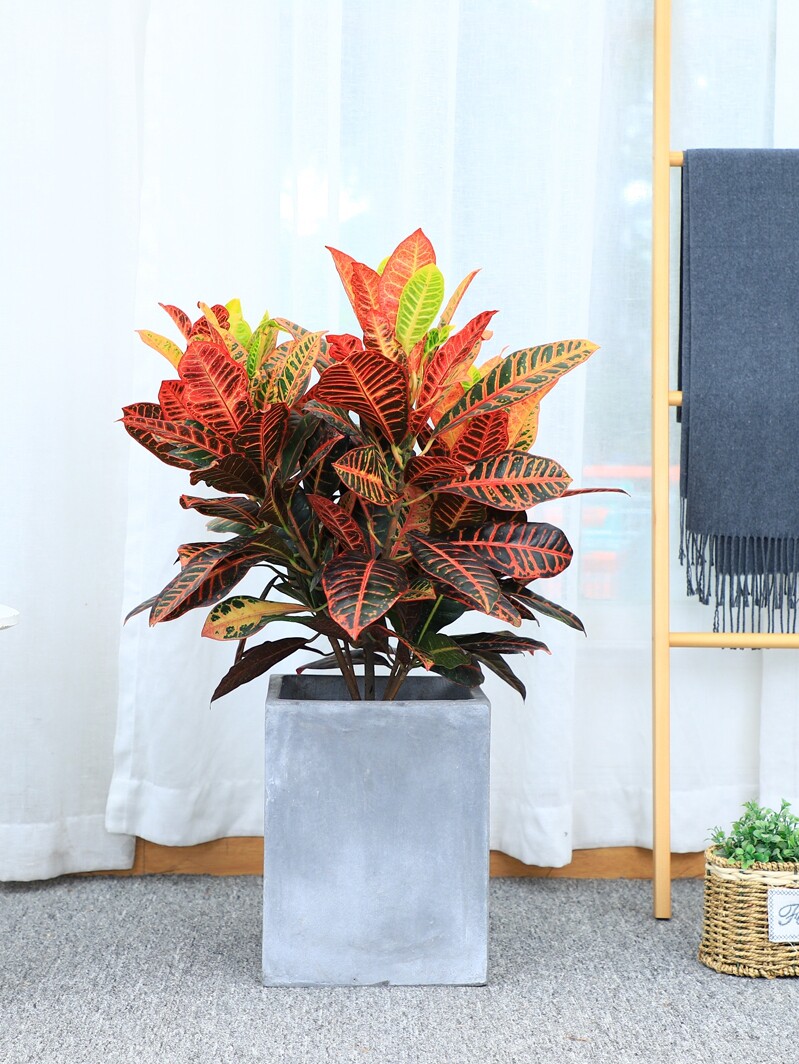 变叶木七彩盆栽室内客厅绿植美观吸甲醛净化空气黄金叶植物
