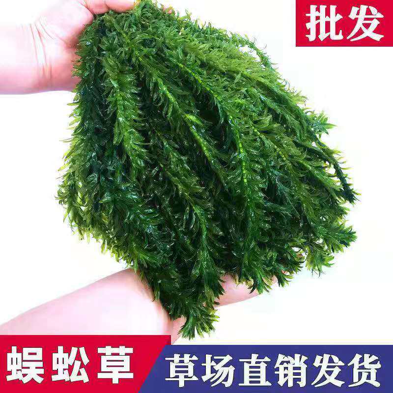 蜈蚣草50支鱼缸造景装饰新手级真水草好养耐活增氧淡水活体植物