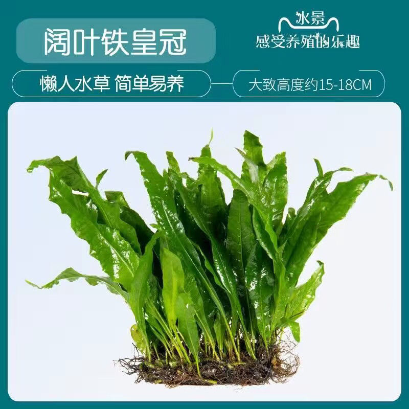 鱼缸造景懒人水草活体淡水阴性植物大阔叶铁皇冠细叶阴性无土种植