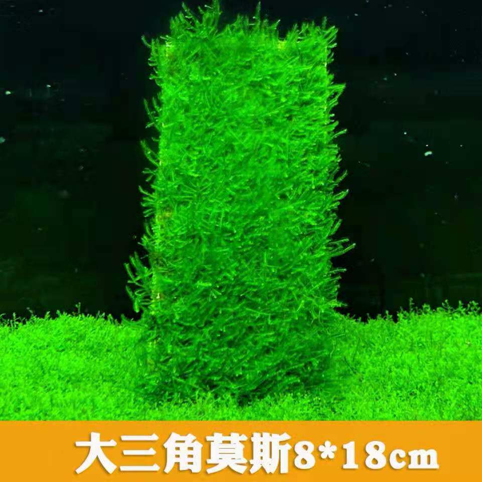 鱼缸水草 莫斯水草 懒人草坪 大三角莫斯8*18cm 速成造景 水草造