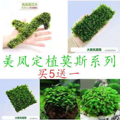 美凤莫斯凤尾火山石半球沉木水草