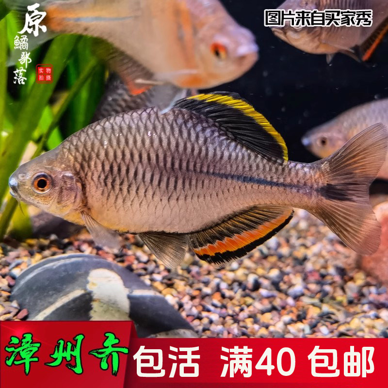 漳州齐氏鱊原产地发货一手货源