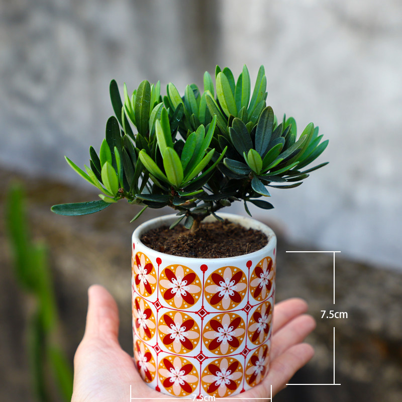 简约风  办公室办公桌面好养易种盆栽  防辐射缓解视疲劳绿叶植物,鲜花速递/花卉仿真/绿植园艺,造型盆景,淘宝优惠券,粉丝福利购,淘宝优惠卷