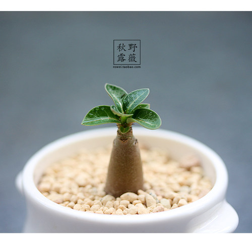 情绪稳定可爱创意多肉小盆栽