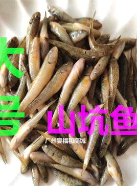 山坑鱼淡水新鲜冷冻小河鱼小石斑