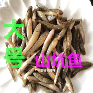 大号山坑鱼淡水新鲜小河鱼小石斑鱼鲜活冷冻生鲜食品冷冻水产