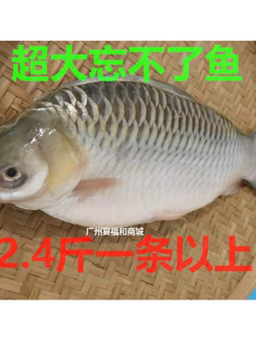 鱼马来西亚苏丹鱼忘不了鱼