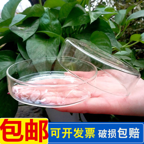 耐高温玻璃培养皿带底盖实包邮