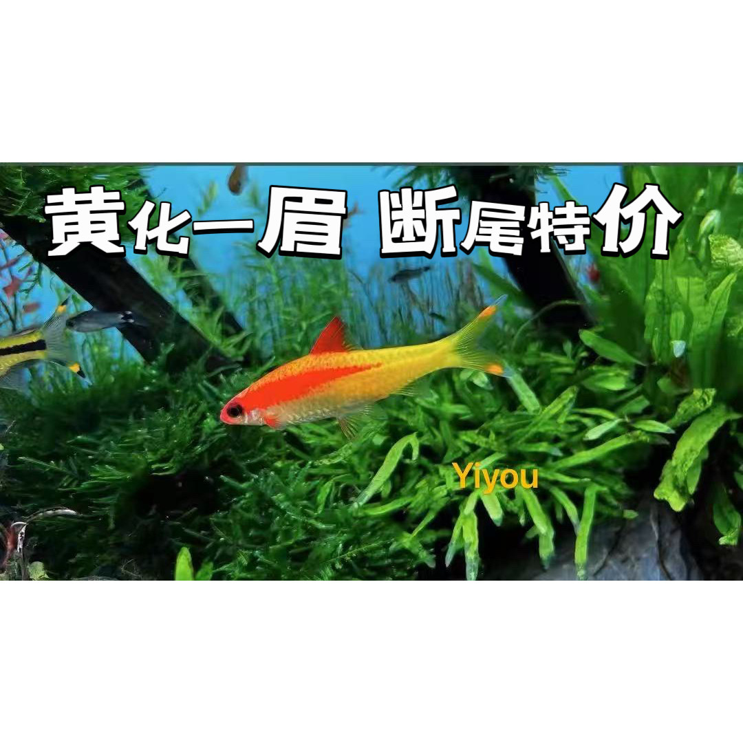 一眉道人鱼红眉道人鱼草缸群游鱼小型鱼活体热带观赏鱼黑尾大勾鱼
