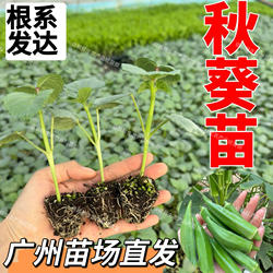 广东秋葵苗绿秋葵秧苗高产易种阳台农田蔬菜苗秧带土发货现拔现发