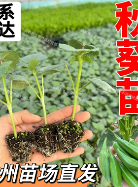 广东秋葵苗绿秋葵秧苗高产易种阳台农田蔬菜苗秧带土发货现拔现发