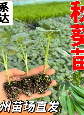 广东秋葵苗绿秋葵秧苗高产易种