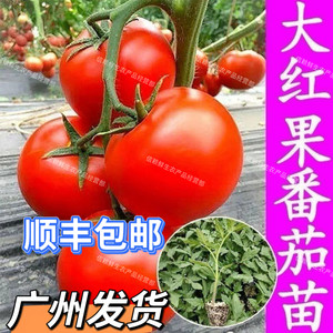广东大红番茄苗高产老品种西红柿苗非转基因抗高温当季红果番茄苗