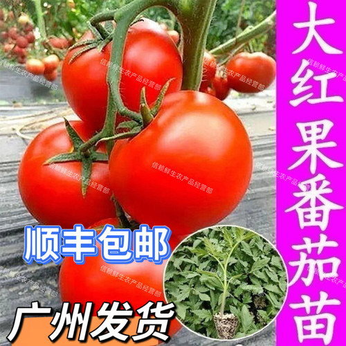广东大红番茄苗高产老品种西红柿