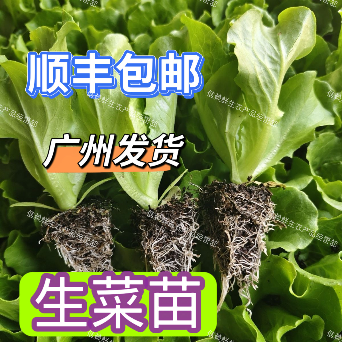 广东意大利生菜苗玻璃生菜秧苗当季种植蔬菜苗高产易种植带土发货
