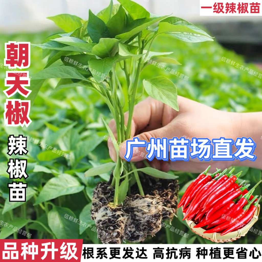 朝天椒苗四季单生小米椒秧苗超辣指天椒苗辣椒苗阳台盆栽农田高产
