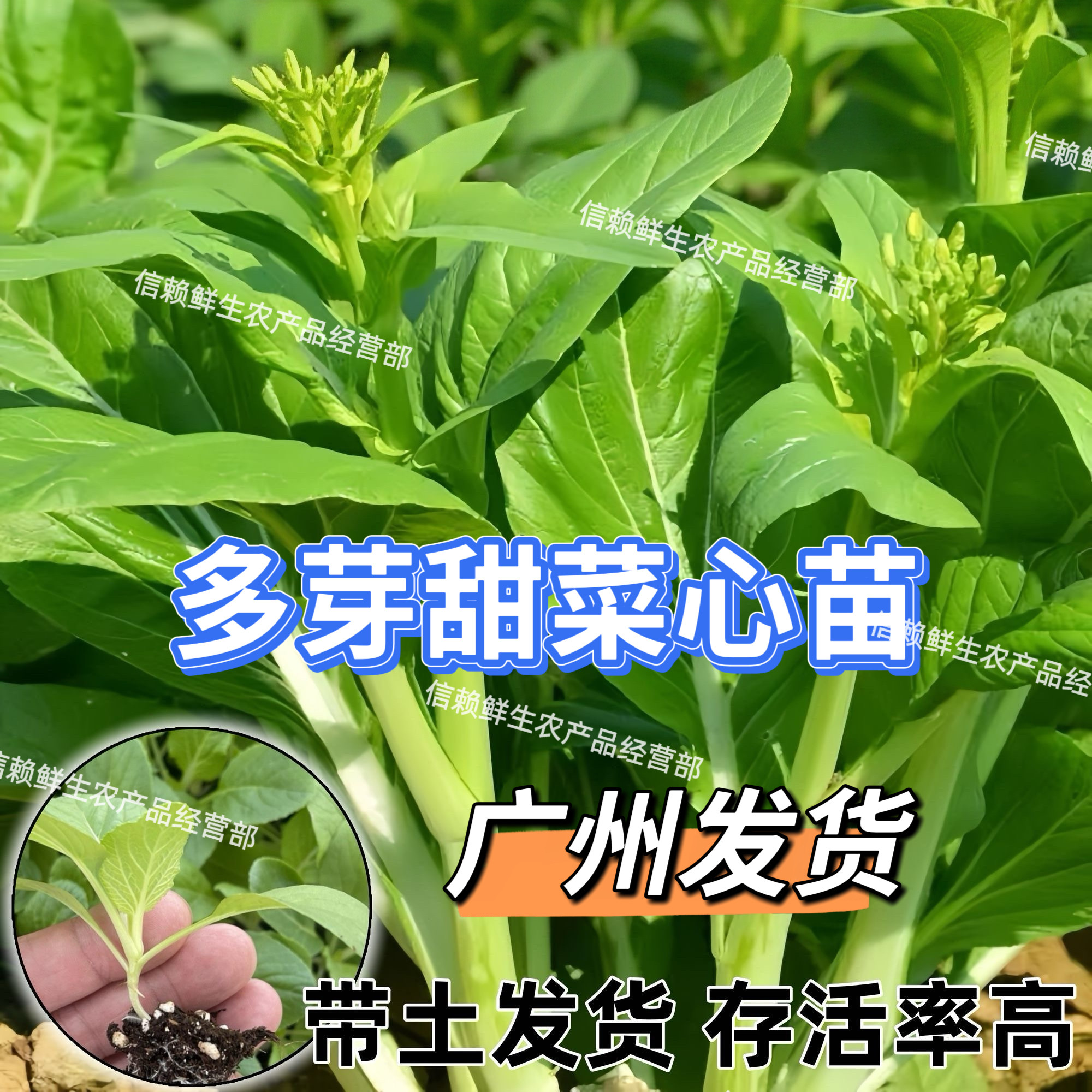 广东甜菜心苗本地多芽菜心秧苗阳台农田当季种植青菜苗现拔带土球