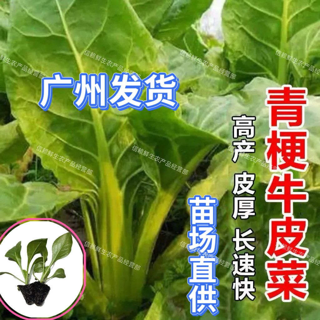 广东牛皮菜苗莙荙菜秧苗猪乸菜苗