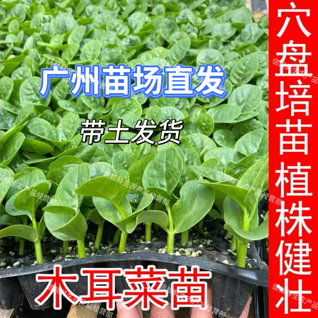 木耳菜苗大叶藤菜豆腐菜秧苗懒人种植多次采摘四季蔬菜苗带土发货