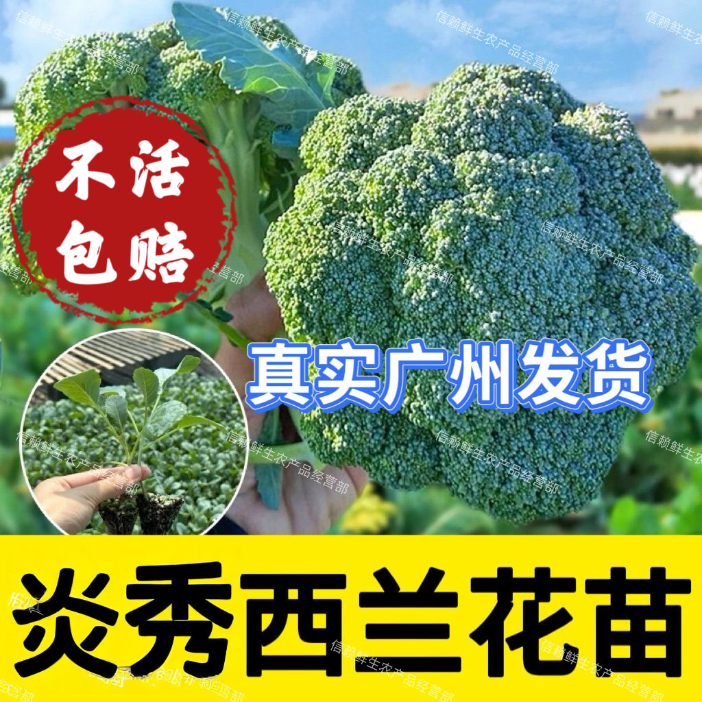 西兰花苗炎秀绿花菜秧苗当季种植