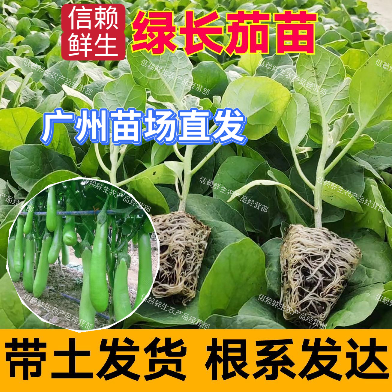 广东青茄苗绿长茄子秧苗简单易种高产耐热当季种植蔬菜苗阳台庭院