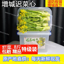 广州增城迟菜心新鲜现摘现发当季新鲜蔬菜农家有机肥种植顺丰包邮