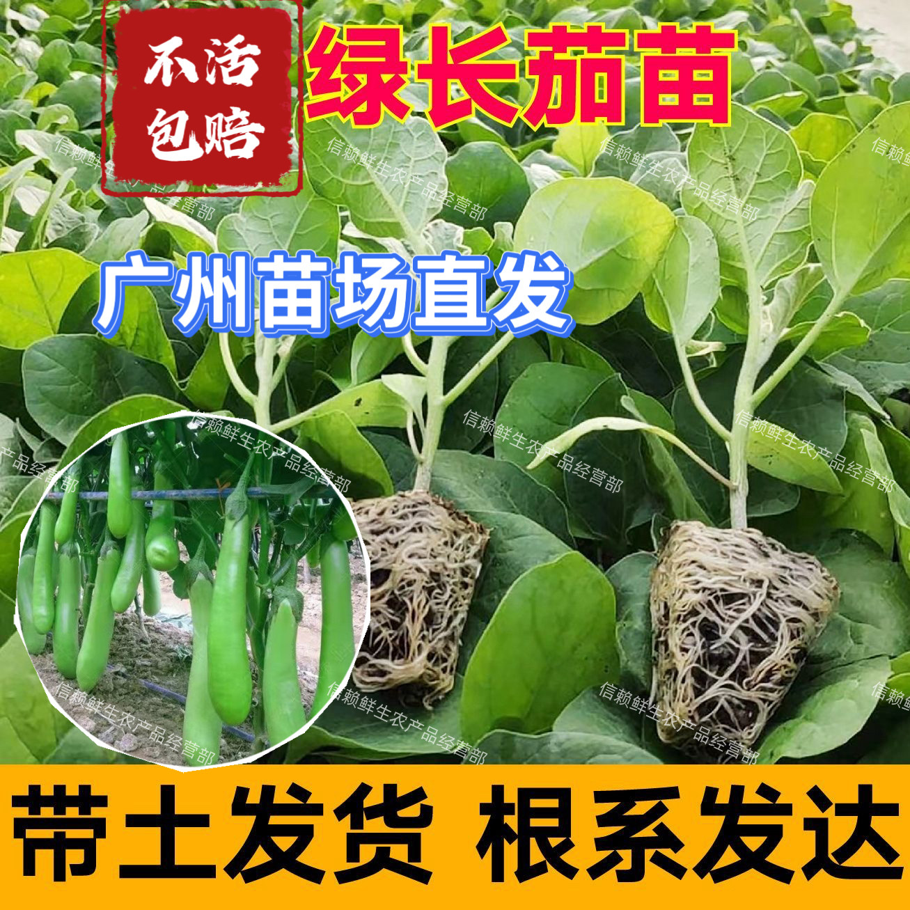 广东青茄苗绿长茄子秧苗简单易种高产耐热当季种植蔬菜苗阳台庭院
