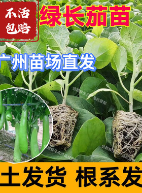 广东青茄苗绿长茄子秧苗简单易种高产耐热当季种植蔬菜苗阳台庭院