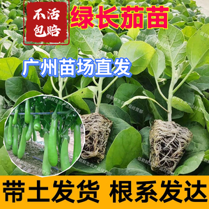 广东青茄苗绿长茄子秧苗简单易种高产耐热当季种植蔬菜苗阳台庭院