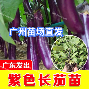 广东茄子秧苗紫长茄子苗青茄子秧苗黑长茄子秧苗阳台庭院现拔现发