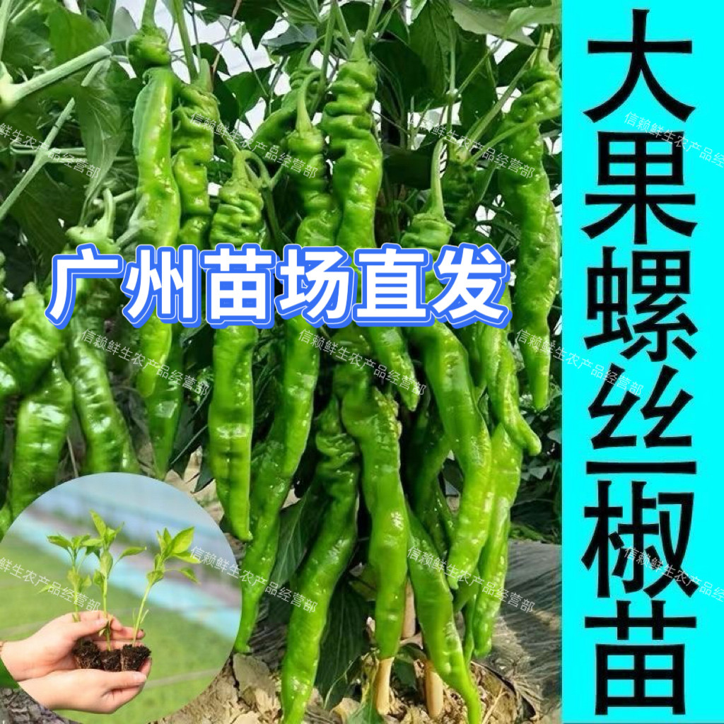 广东螺丝椒苗高产易种辣椒秧苗微辣香辣镙丝椒苗阳台农田带土发货