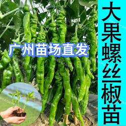 广东螺丝椒苗高产易种辣椒秧苗微辣香辣镙丝椒苗阳台农田带土发货