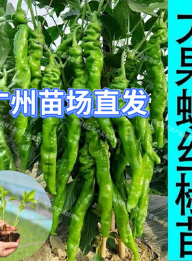广东螺丝椒苗高产易种辣椒秧苗