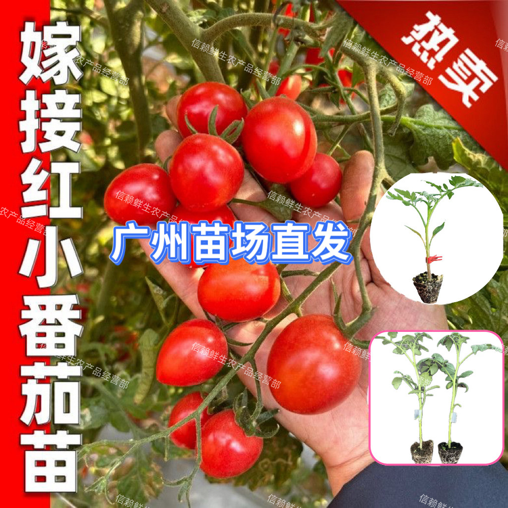嫁接红小番茄苗广东嫁接圣女果秧苗瀑布小番茄苗高产抗病当季种植