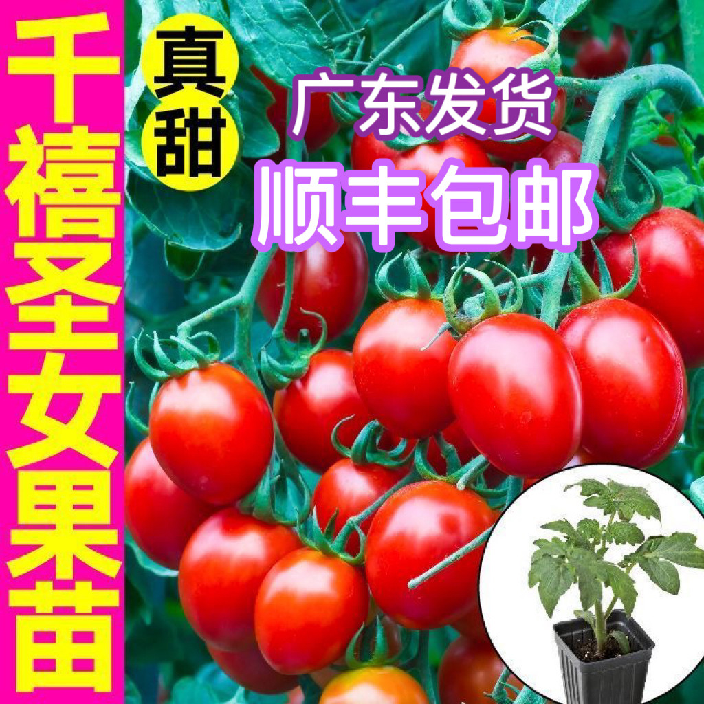 广东千禧圣女果苗正宗小番茄苗水果西红柿秧苗种阳台庭院顺丰包邮,鲜花速递/花卉仿真/绿植园艺,绿植,淘宝优惠券,粉丝福利购,淘宝优惠卷