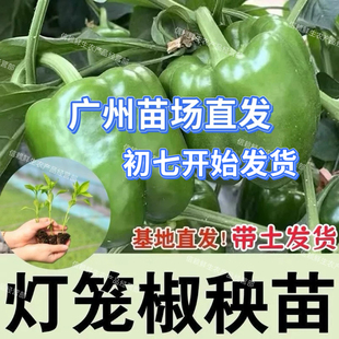 灯笼椒苗绿圆椒秧甜椒青辣椒种苗四季庭院蔬菜苗家庭小院现拔现发