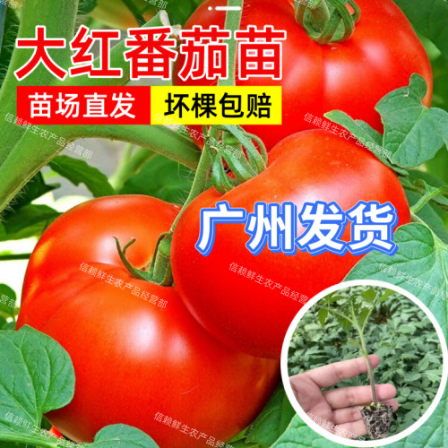 广东老品种大红果番茄苗