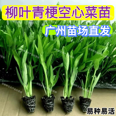 广东柳叶空心菜苗本地青梗通菜秧苗春夏季种植蔬菜苗现拔现发带土