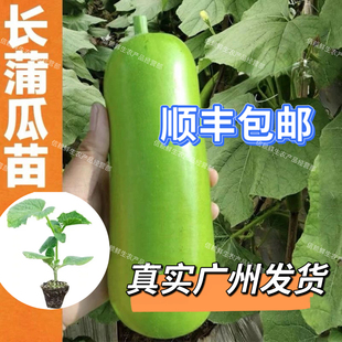 广东蒲瓜苗瓠子瓜秧苗高产易种懒人长蒲瓜苗瓠瓜苗春季蔬菜苗基地