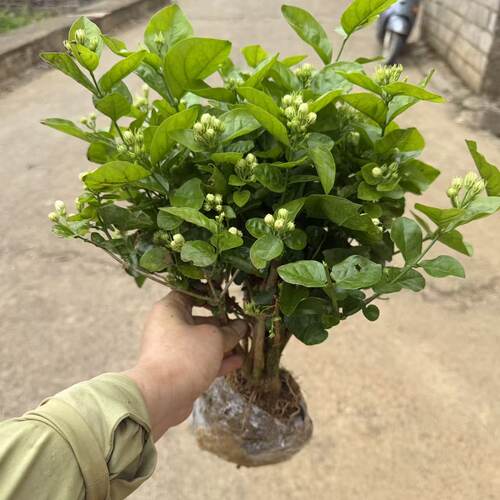 茉莉花盆栽茉莉花苗基地直发