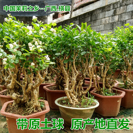 茉莉花盆栽苗盆景花苗茉莉鲜花室内阳台庭院花卉绿植物基地直发