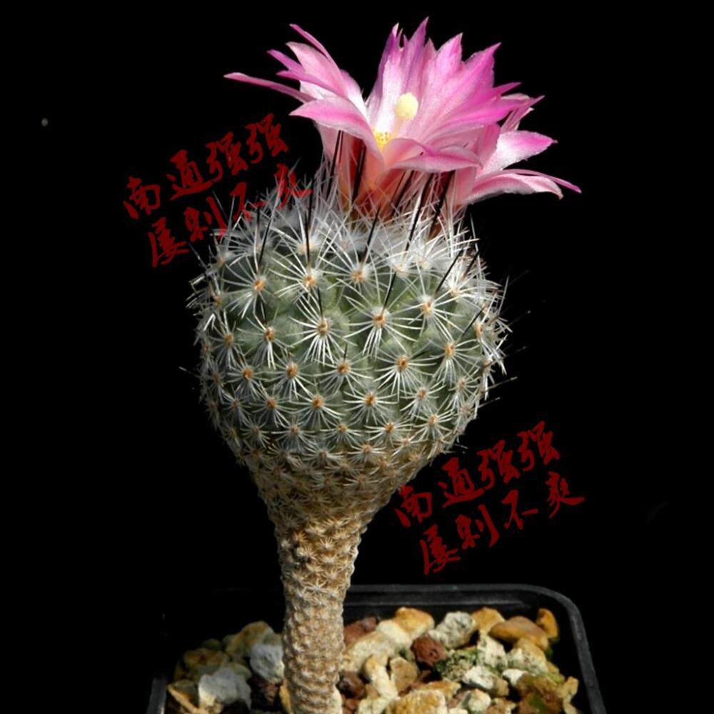 珍稀植物种子多少钱 珍稀植物种子优惠券免费领取 有条鱼