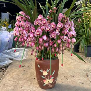 重庆花惠兰拱兰送货上门带花苞办公室花蕙兰红袍年宵花春节礼送人