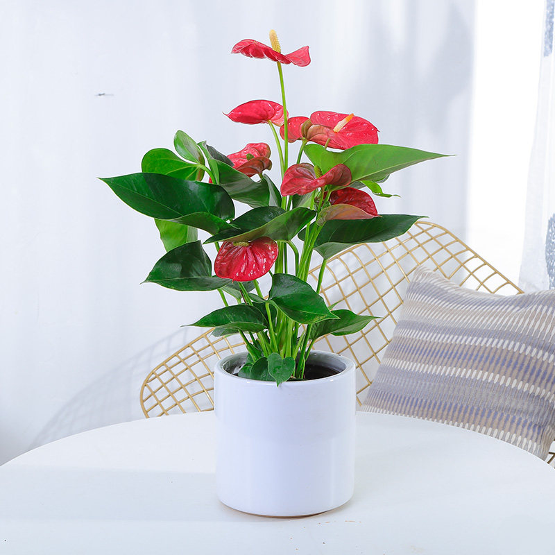红掌盆栽 粉掌盆景水培办公桌面前台除甲醛开花室内花卉小型植物