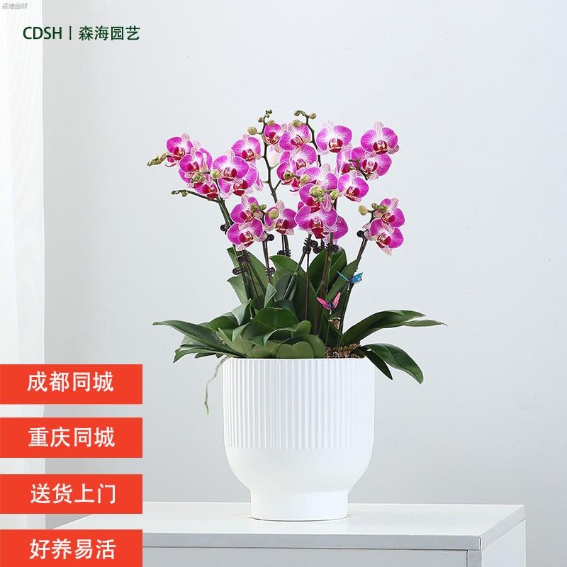 年宵蝴蝶兰盆栽带花开业乔迁送礼高档真花卉植物客厅兰花送货上门